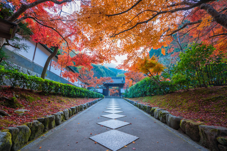 最勝院高徳庵 紅葉