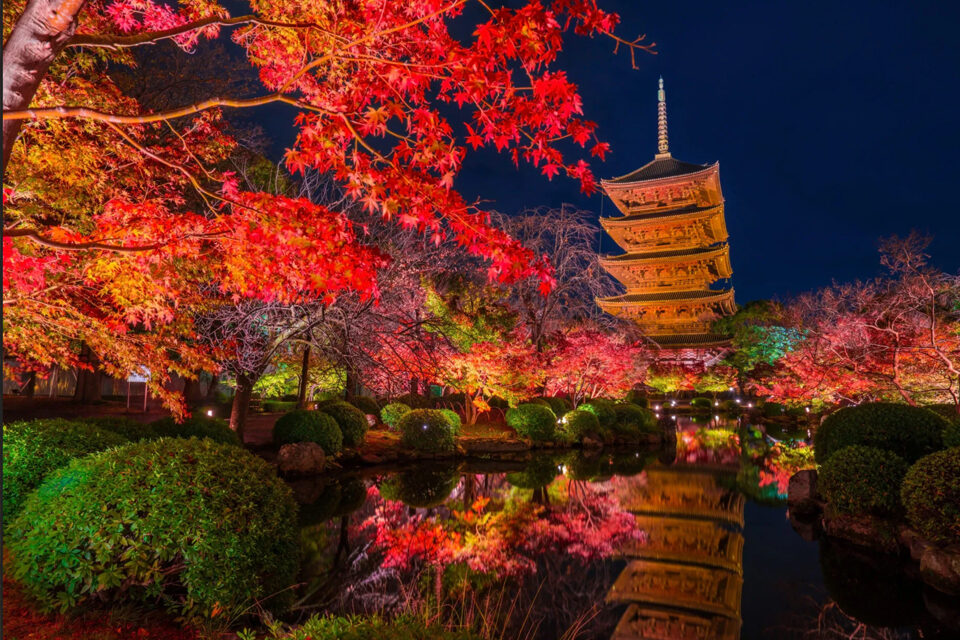 東寺 紅葉 京都
