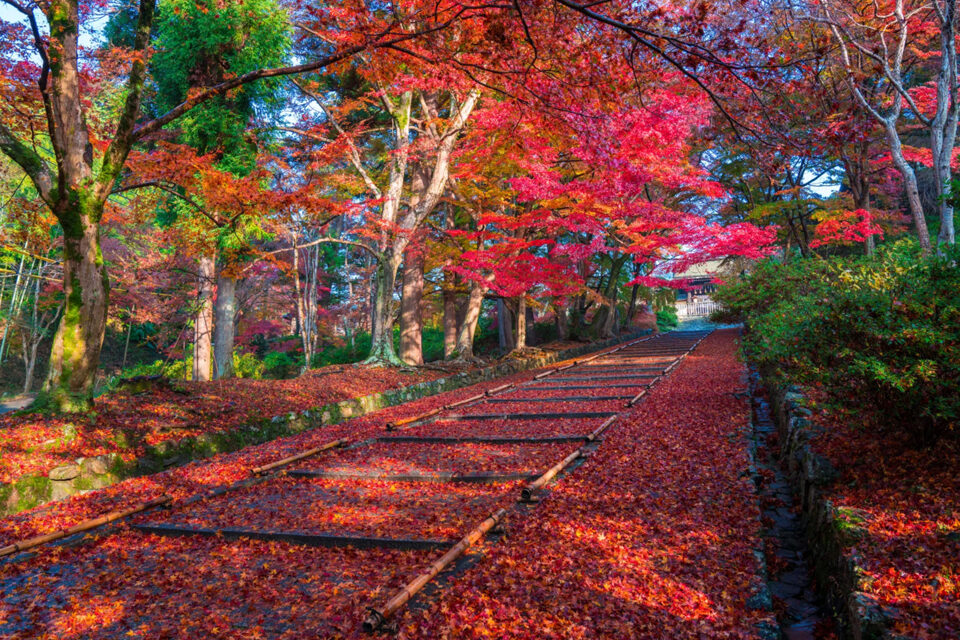 毘沙門堂 紅葉 京都