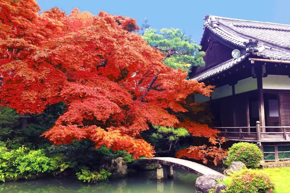 青蓮院 紅葉 京都