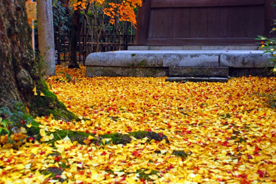 蓮華寺 紅葉