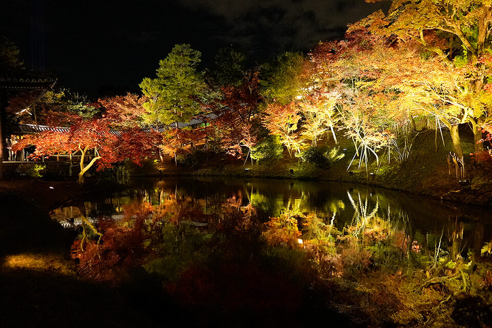 台寺 紅葉 ライトアップ 京都