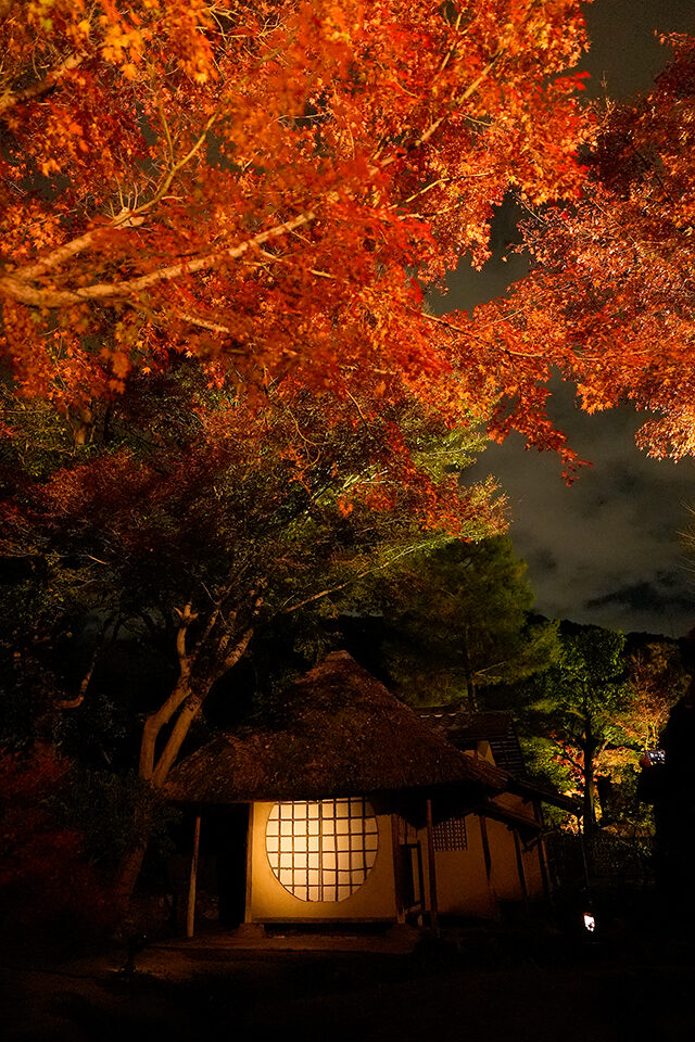 台寺 紅葉 ライトアップ 京都