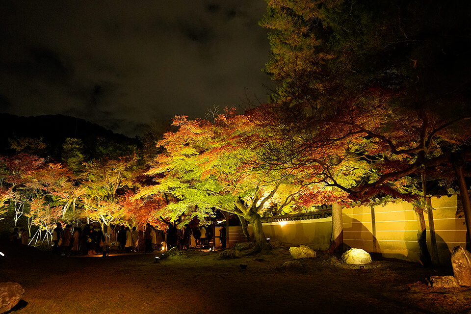 台寺 紅葉 ライトアップ 京都