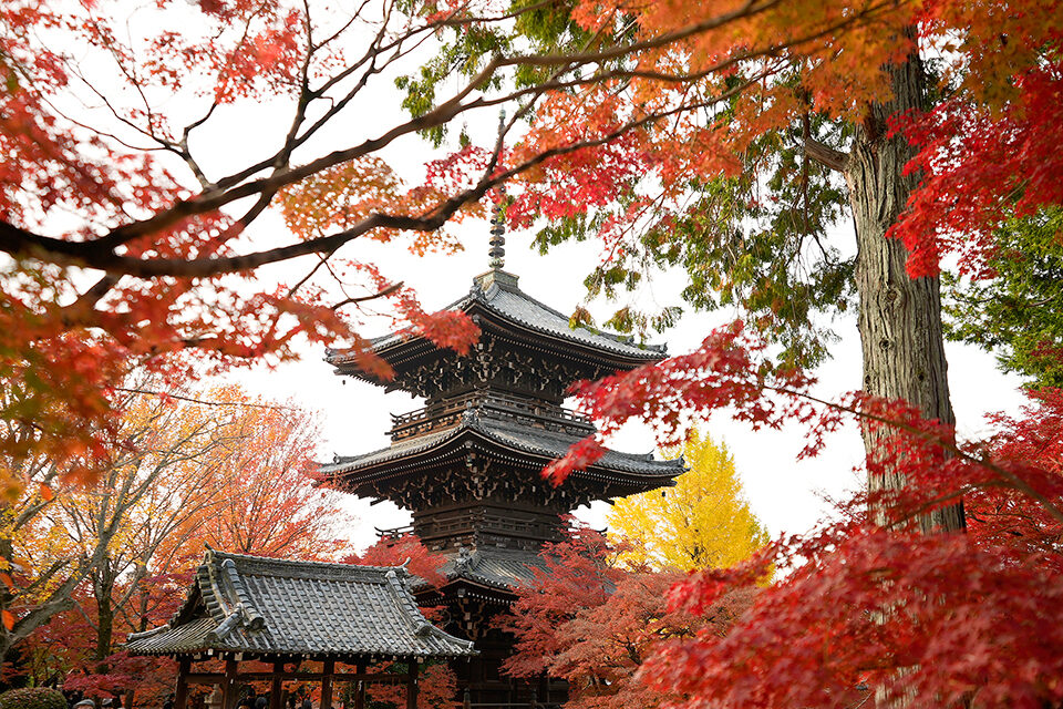 真如堂 紅葉 京都