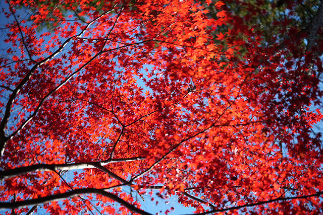 源光庵 紅葉 京都