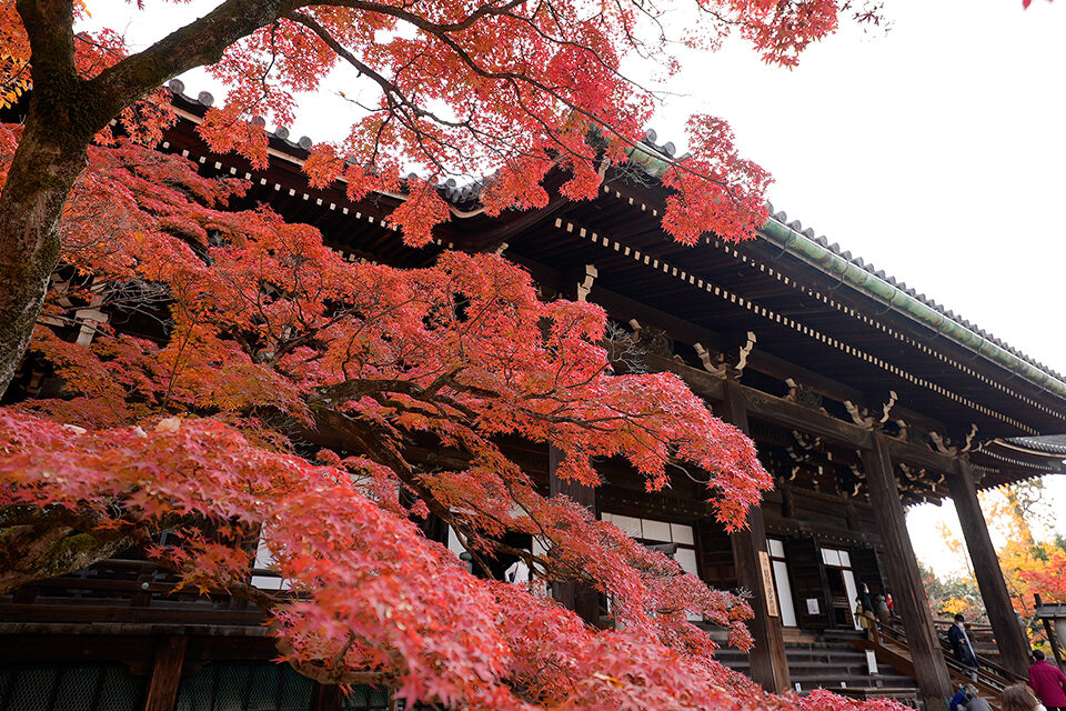 真如堂 紅葉 京都