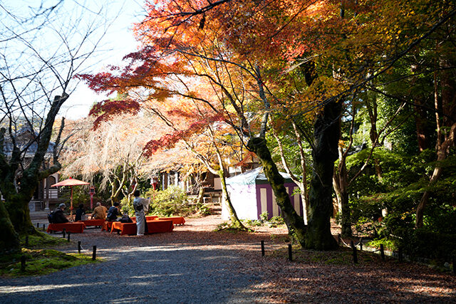 常照寺 京都 紅葉