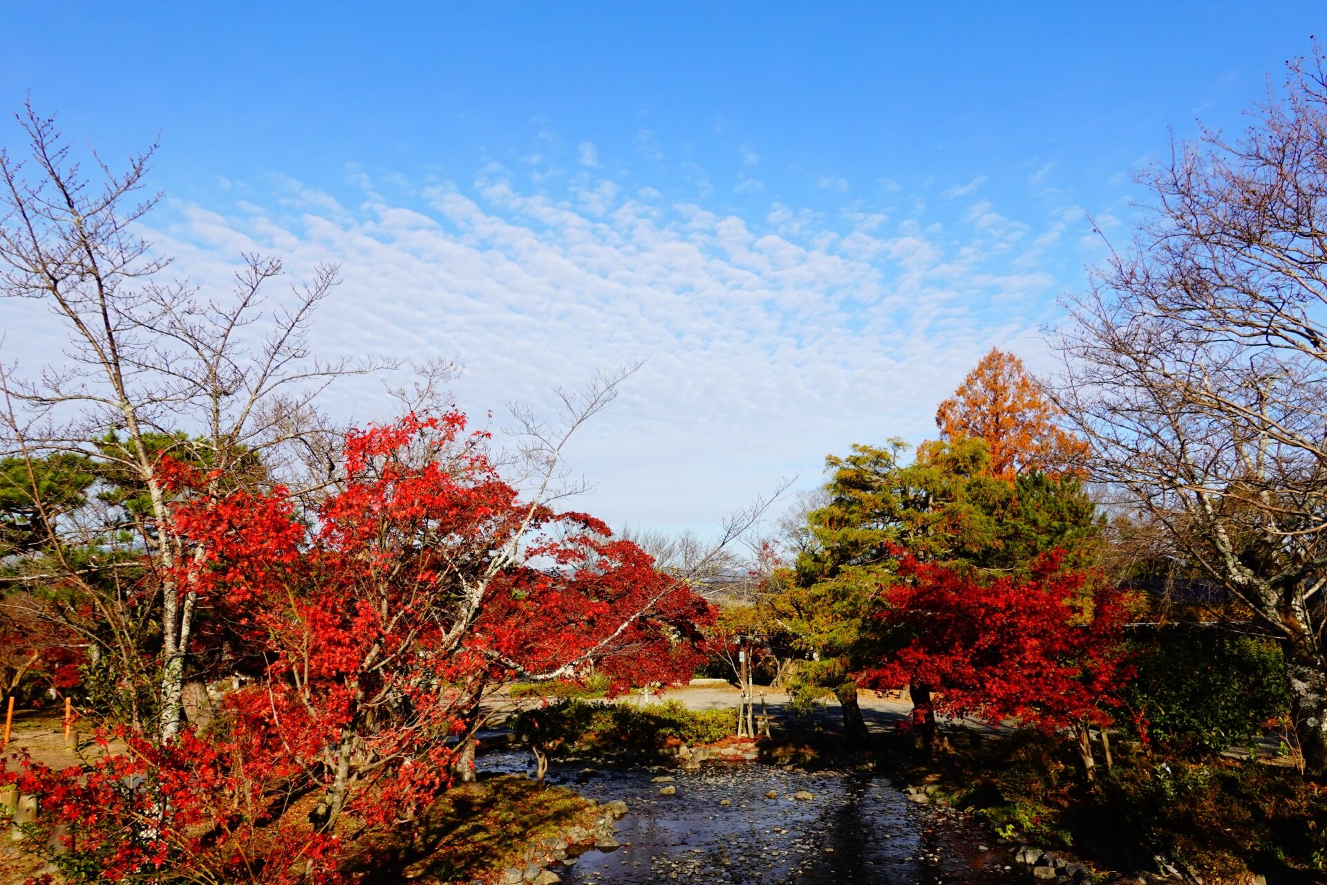 円山公園 紅葉
