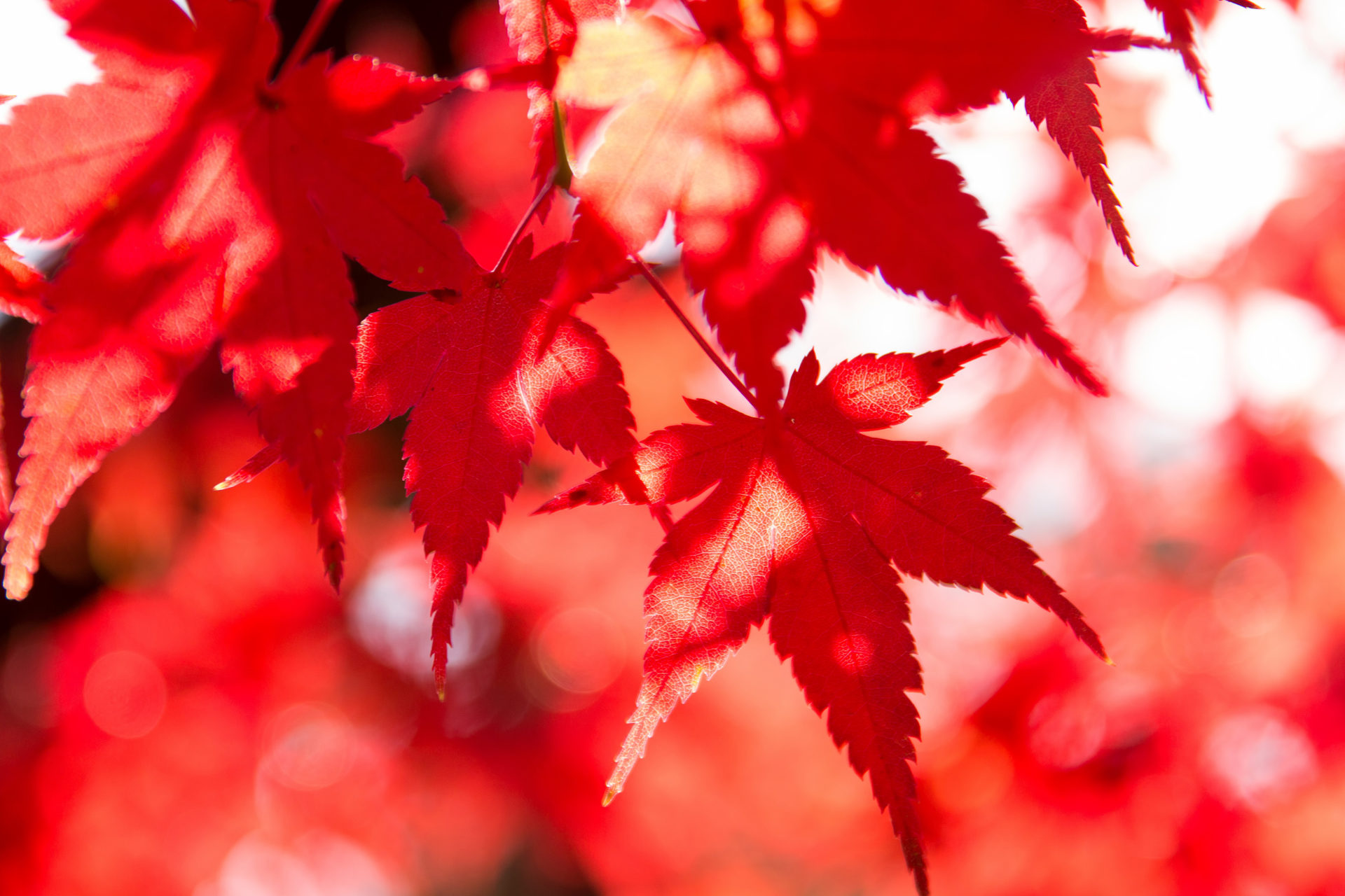 あだしの念仏寺 京都 紅葉