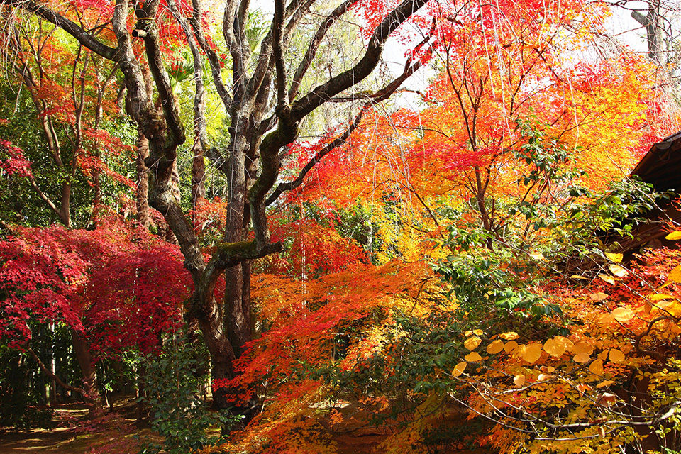 妙心寺 紅葉