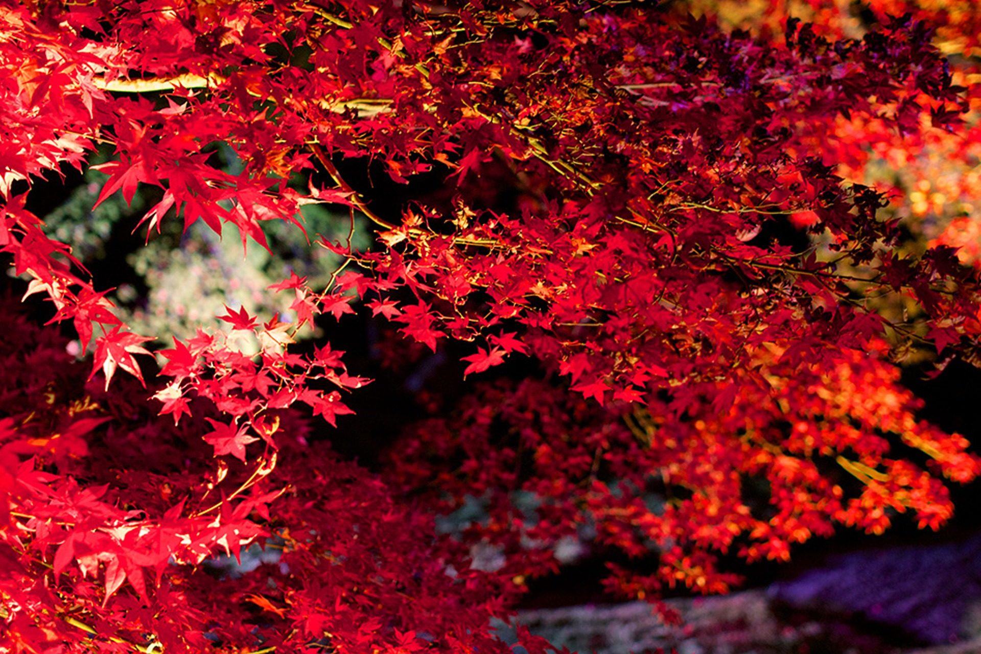 光悦寺 紅葉