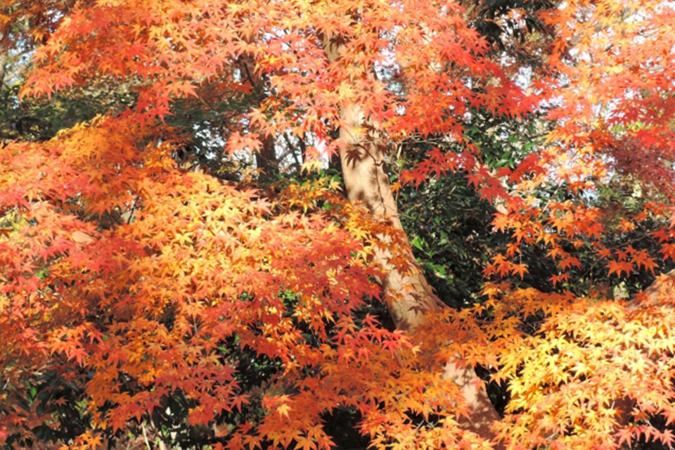 下鴨神社の紅葉
