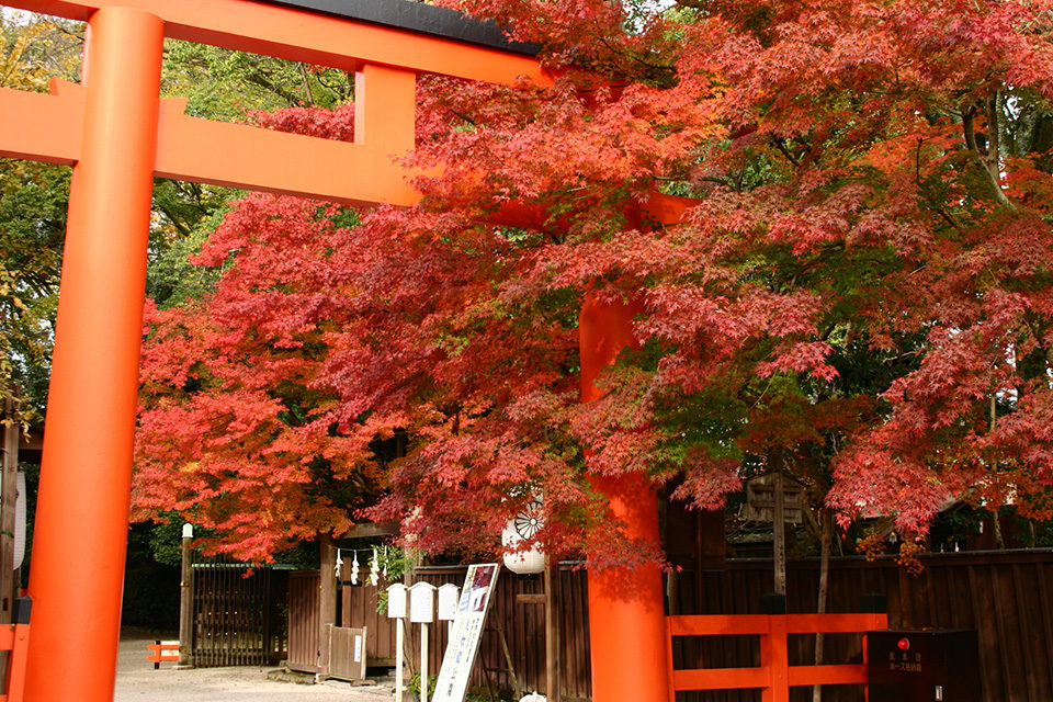 下鴨神社 紅葉