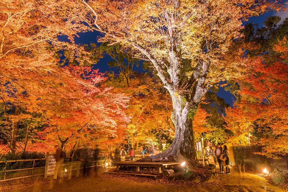 北野天満宮秋の紅葉ライトアップ