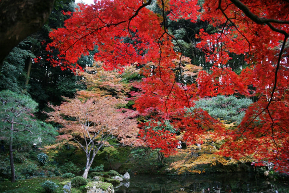 車椅子で観光する京都の紅葉の名所。車椅子で観光する際のポイントをご紹介します！