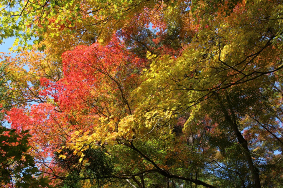 大徳寺の紅葉
