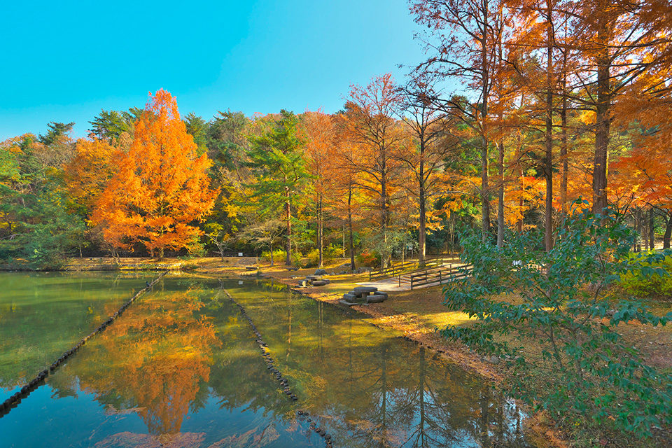 宝が池公園