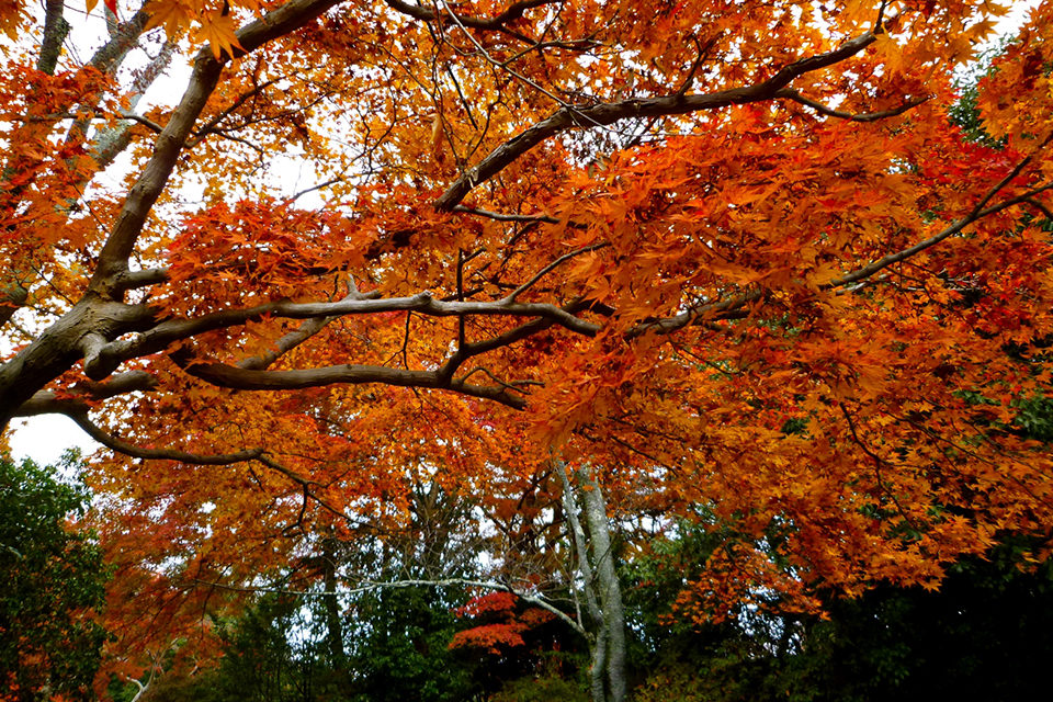 紅葉の名所が多く集まる京都を日帰りで満喫するおすすめの方法。