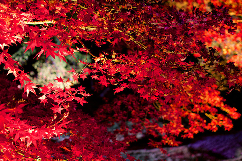 紅葉ライトアップ