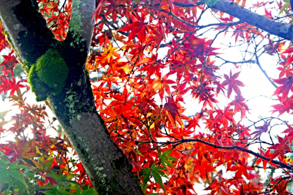 紅葉風景