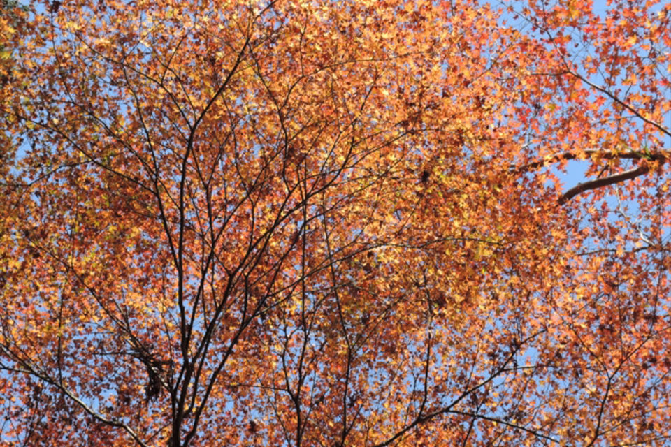 京都の紅葉スポット、有名どころの三尾、永観堂、東福寺、嵐山など。王道中の王道を改めて総ざらえ。