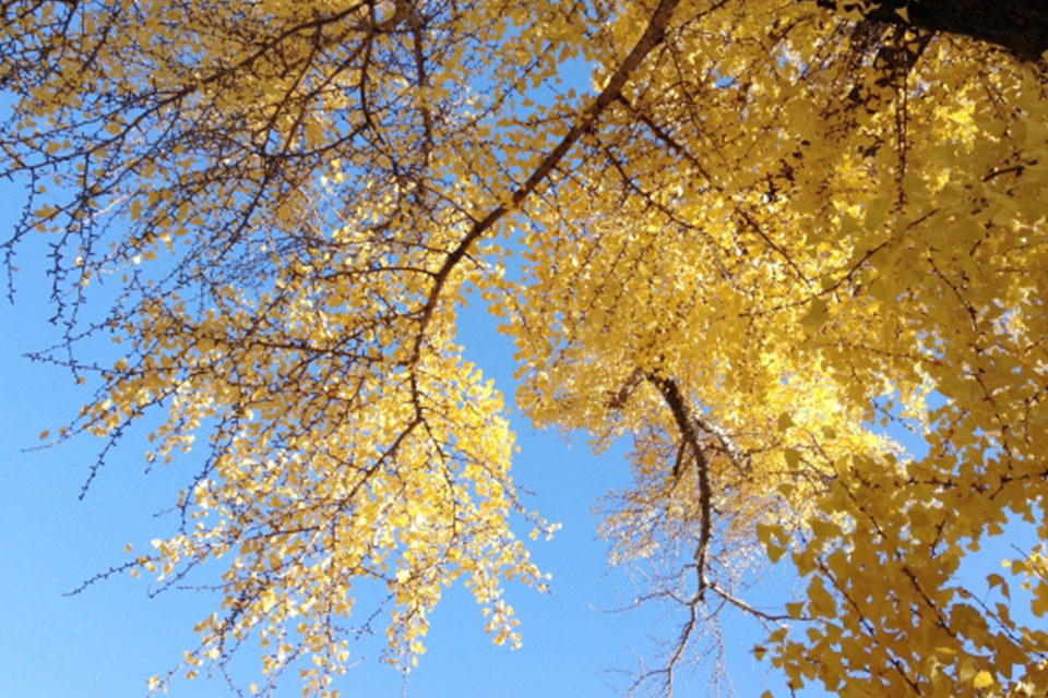 黄色い紅葉