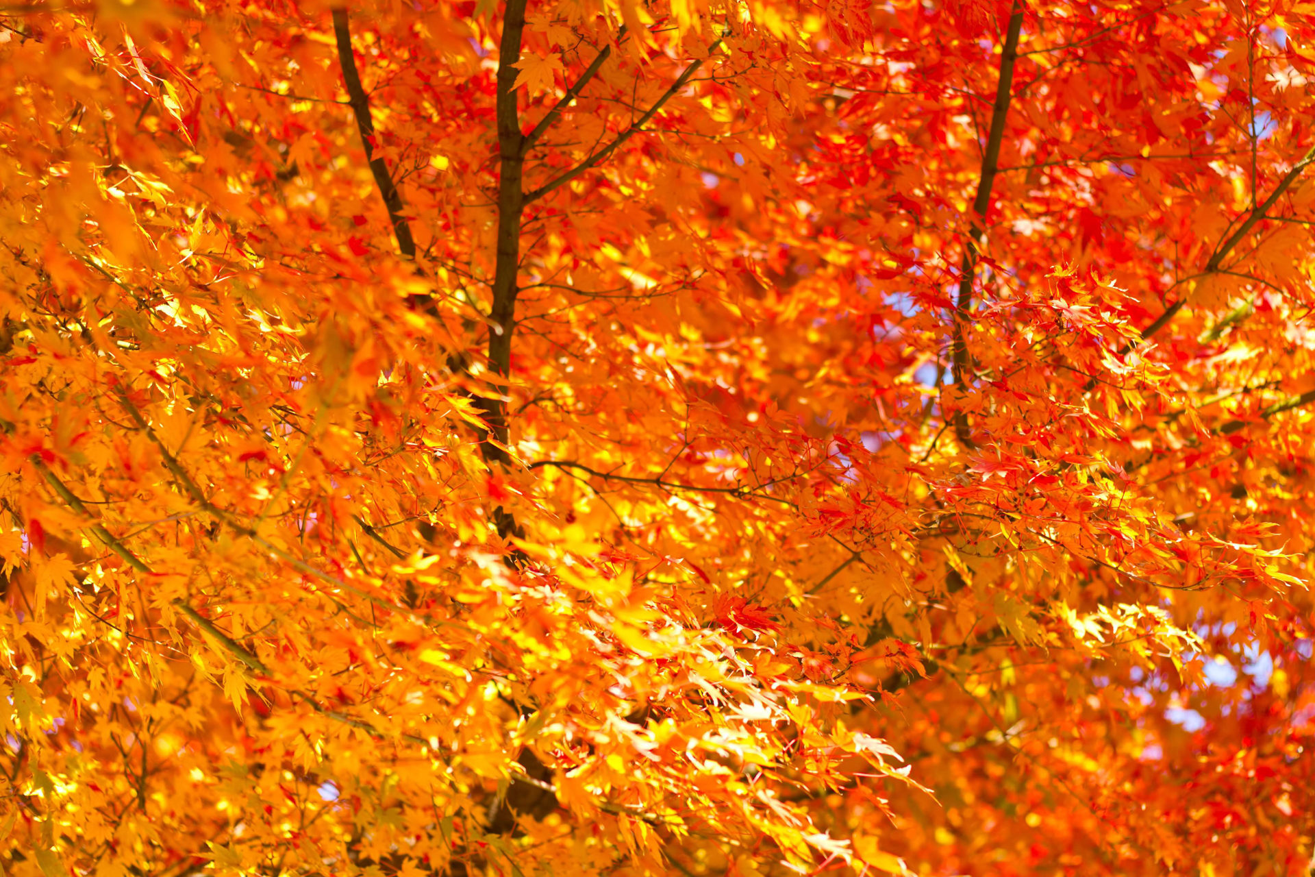 法然院 紅葉