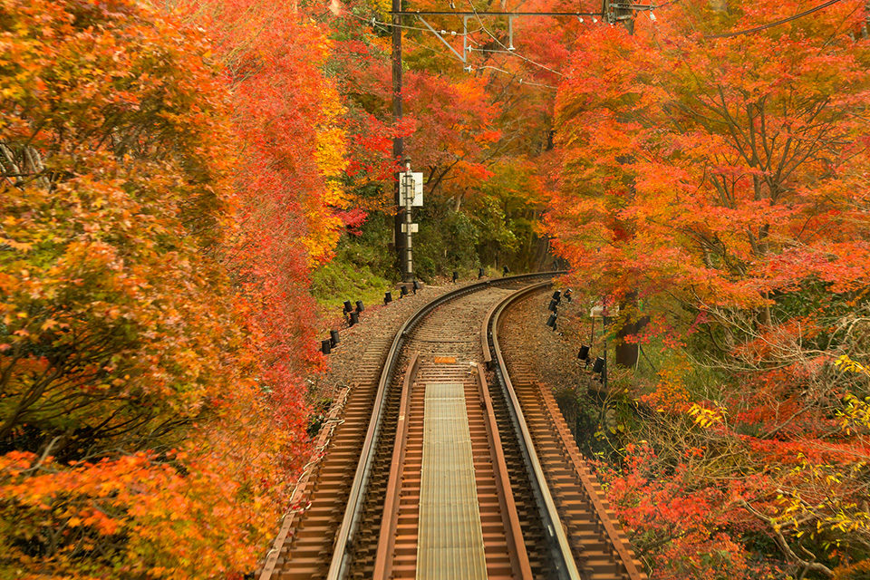 もみじのトンネル 紅葉