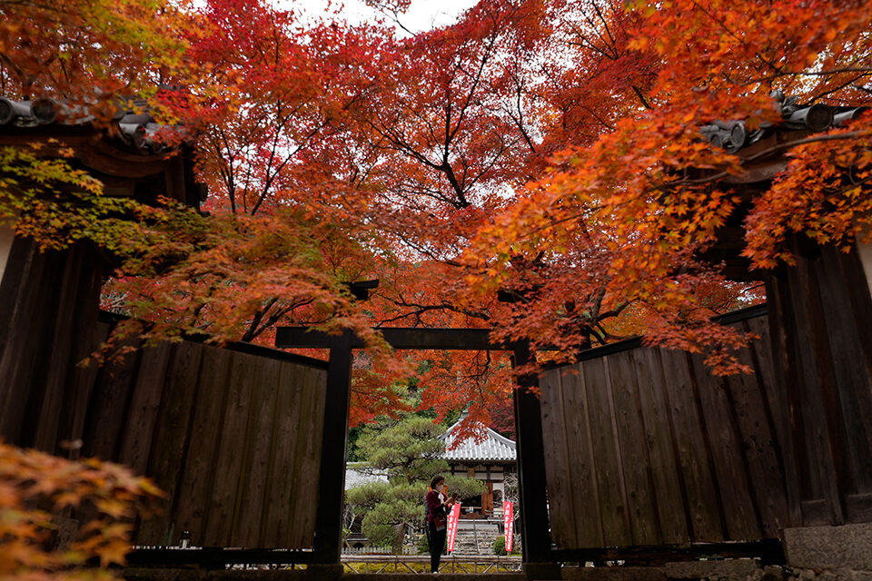二尊院 京都 紅葉