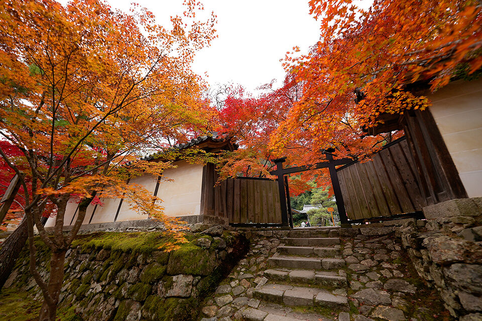 二尊院 京都 紅葉