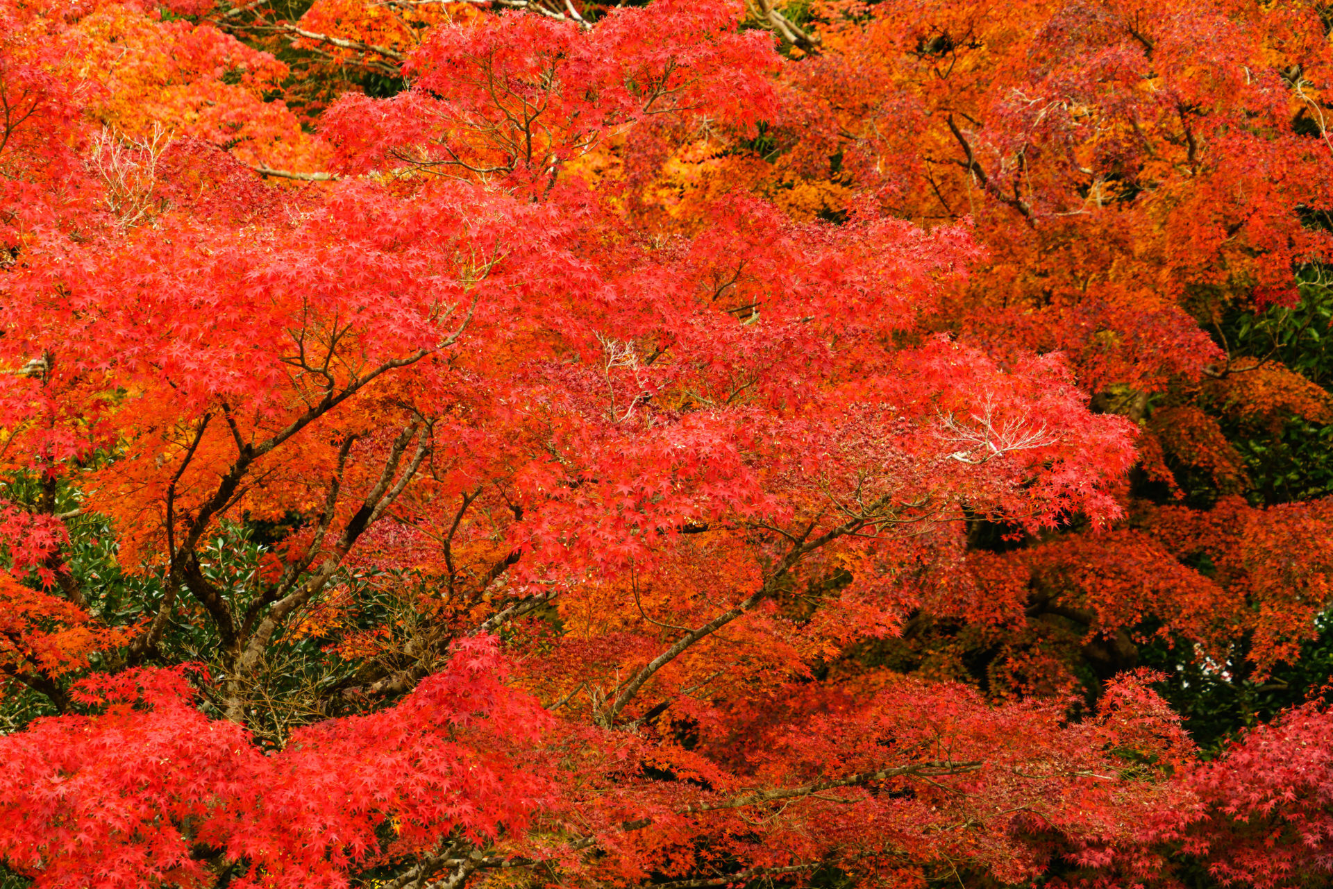 京都 紅葉
