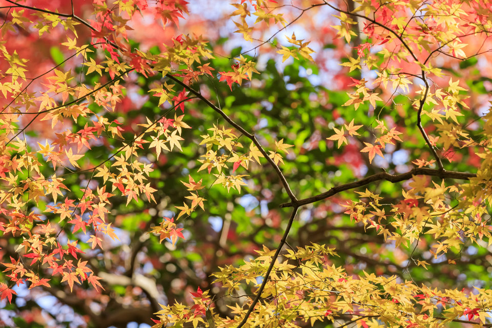 洛陽