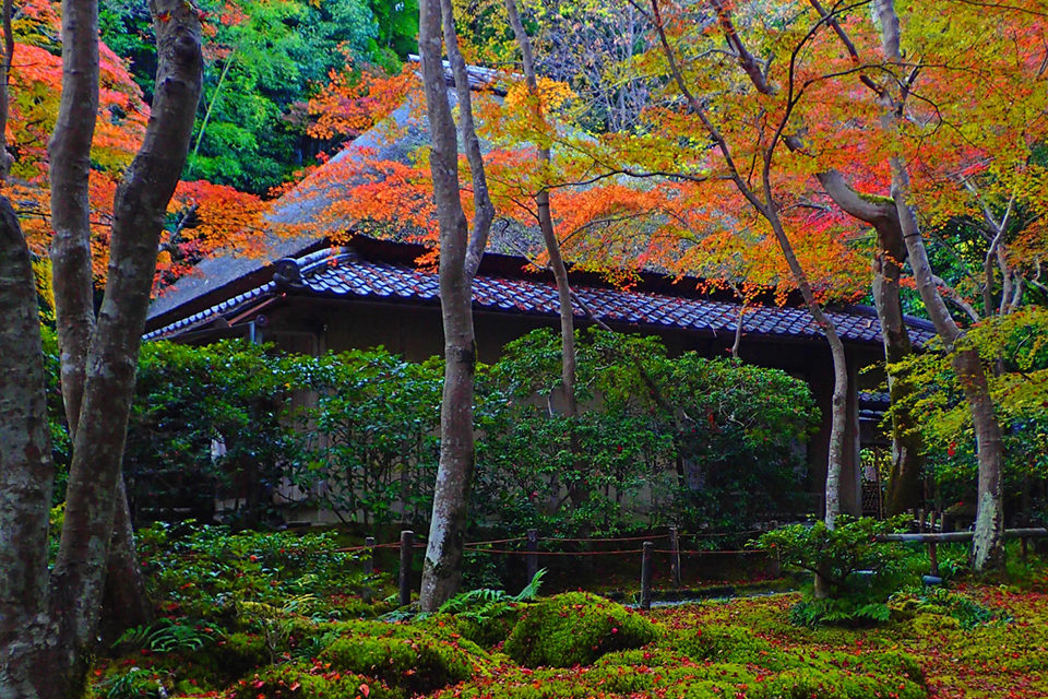 祇王寺の紅葉