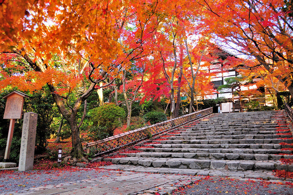 龍安寺　紅葉