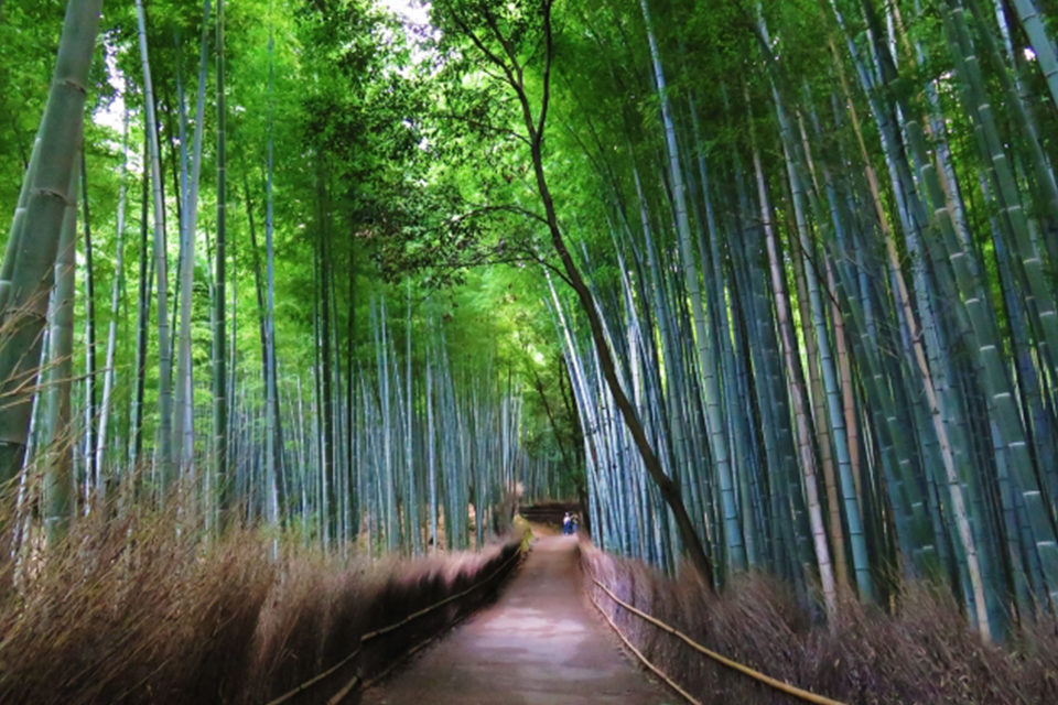 竹林