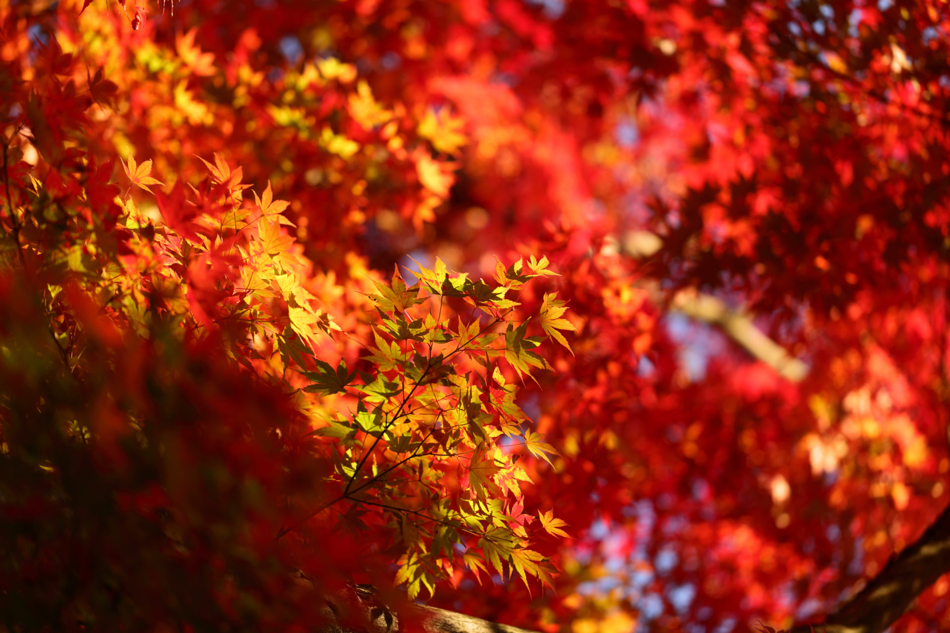 京都 紅葉