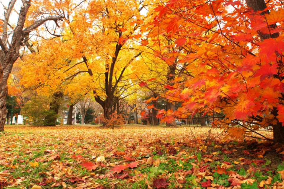 紅葉の新名所として