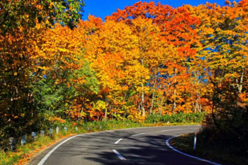 紅葉の道