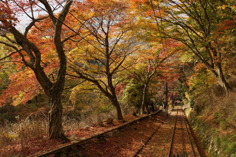 紅葉トンネル