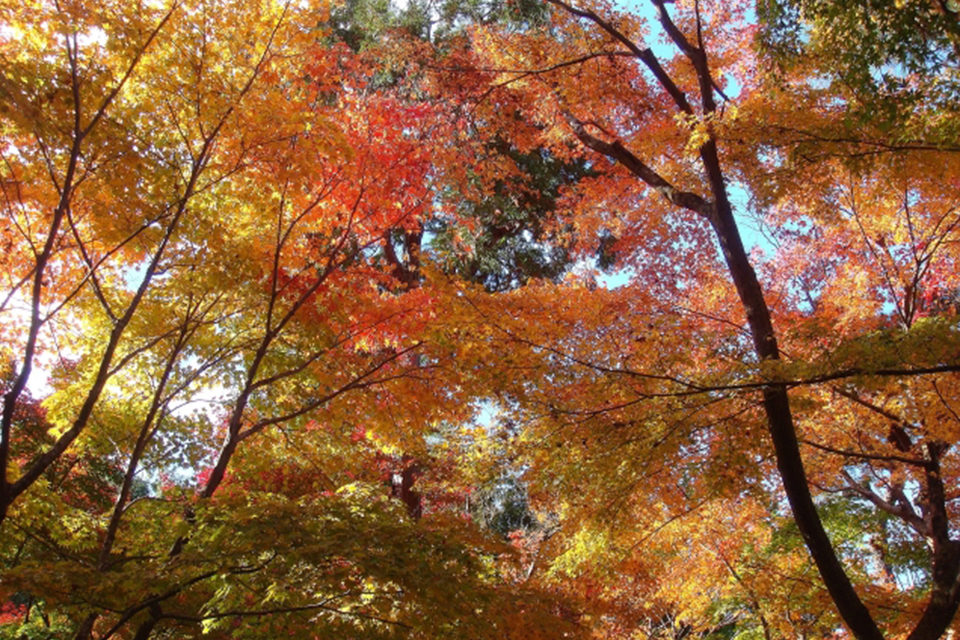 紅葉銀閣寺