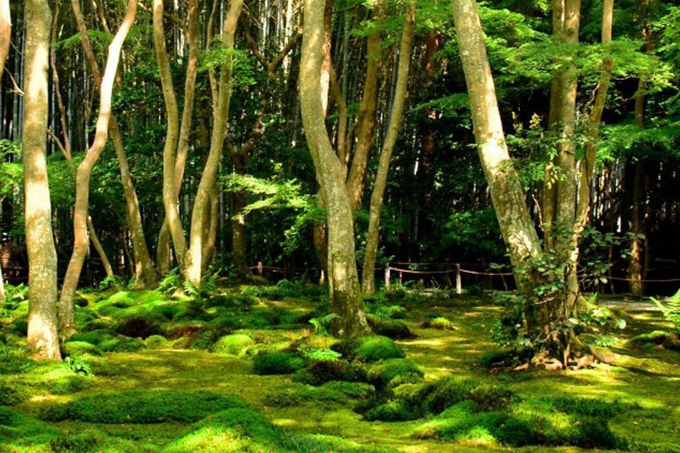 苔庭の草庵