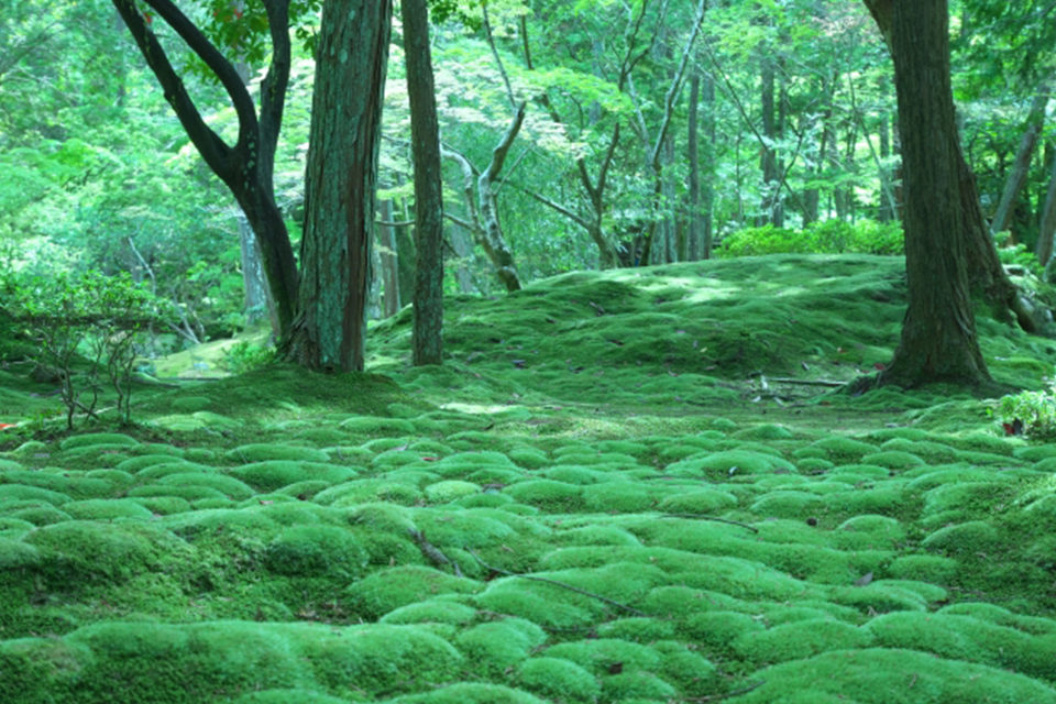 苔寺の庭園