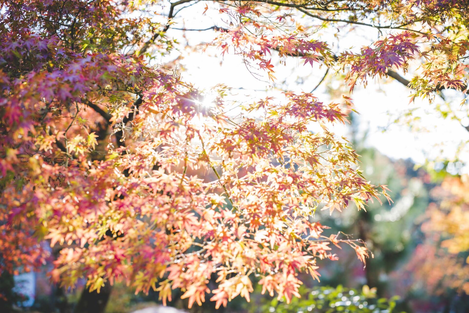 泉涌寺 京都 紅葉
