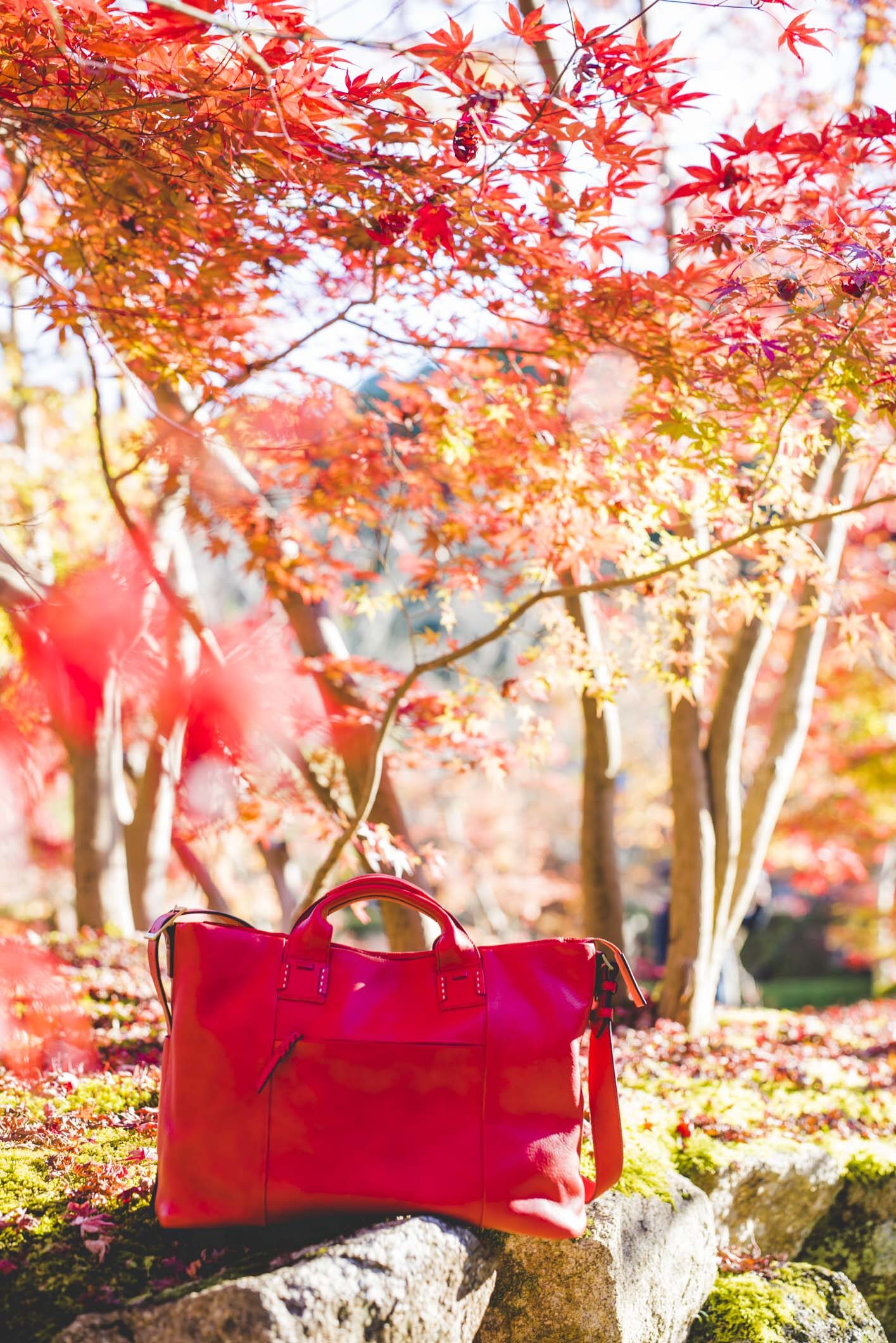 泉涌寺 京都 紅葉
