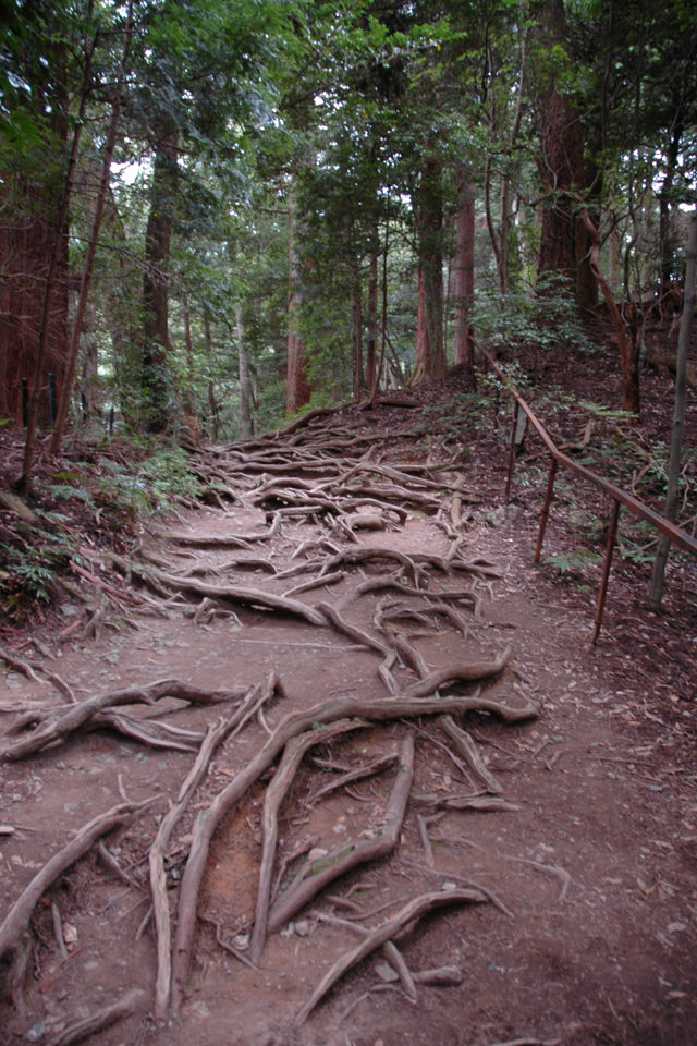 木の根道