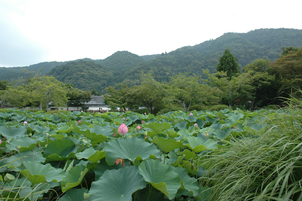 放生池