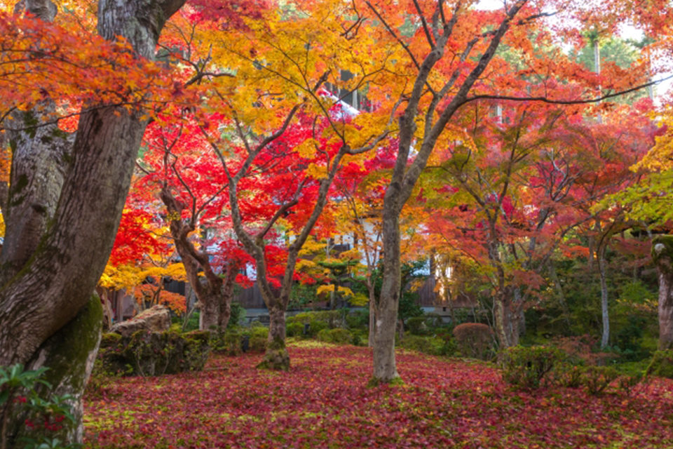 圓光寺の紅葉