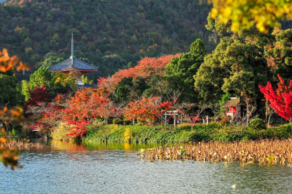 大覚寺の歴史や魅力に迫ってみませんか？