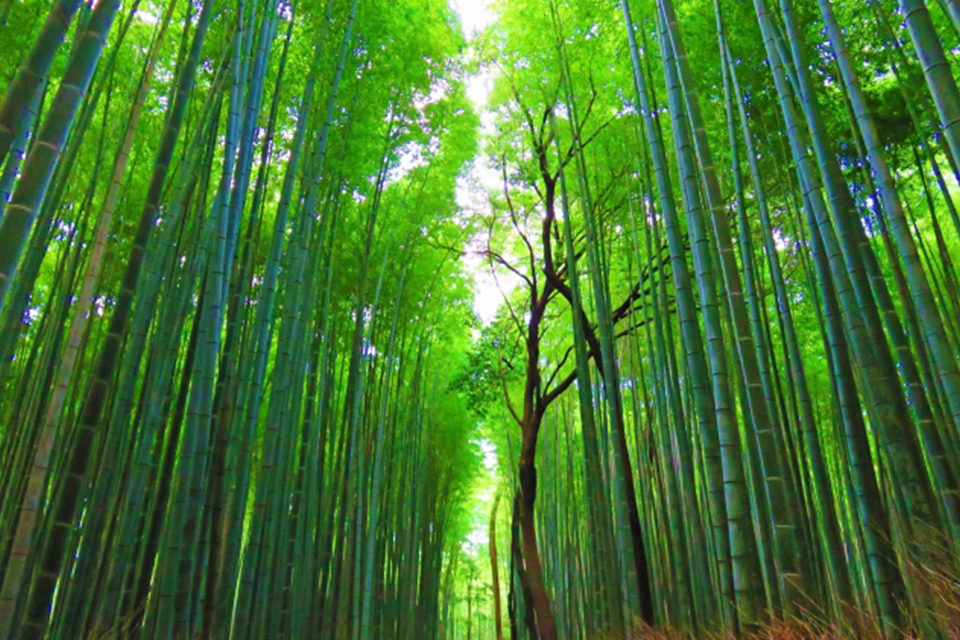 京都・嵐山で美しい紅葉と圧巻の竹林を鑑賞！おすすめの紅葉の名所とライトアップ情報をご紹介！